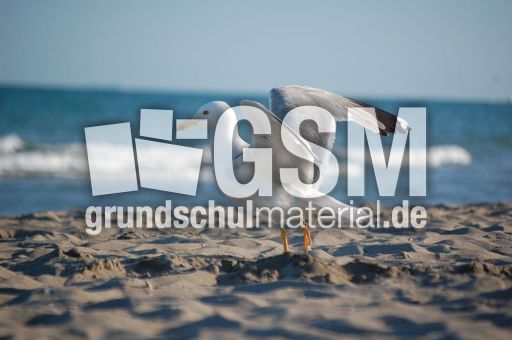 Möwe_3.JPG